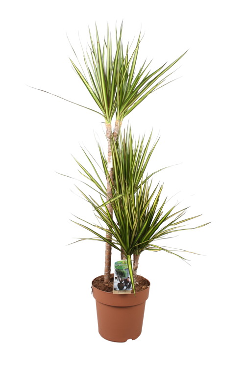 Dracaena Sunray 60-30-15 | Green is...