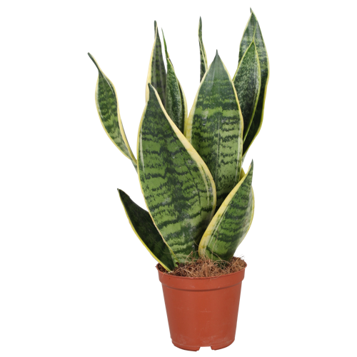 live succulent plant Adromischus Dumpling | Live Succulent Plant