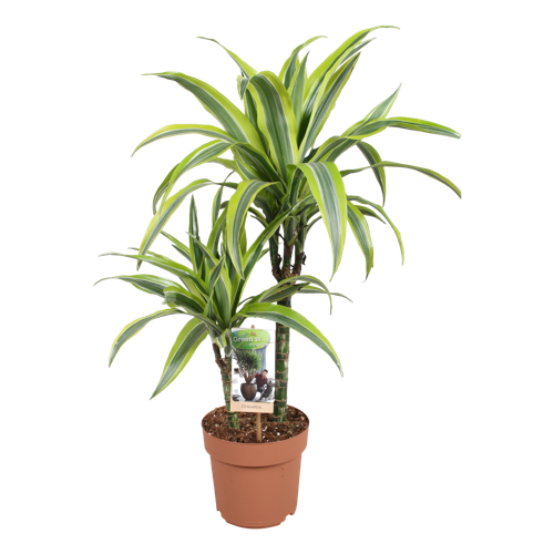 Dracaena Lemon Lime 30-15 | Green is...
