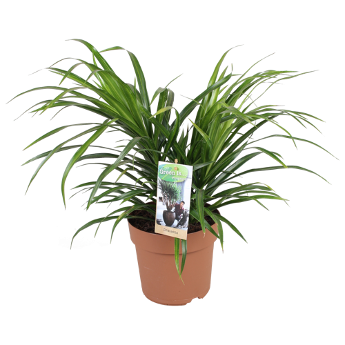 pflanze calathea orbifolia Calathea Orbifolia kaufen – die Blattschönheit für dein Zuhause –  MyZimmerpflanze.de