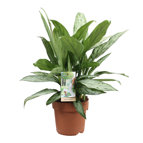 Aglaonema Silver Queen | Green is...