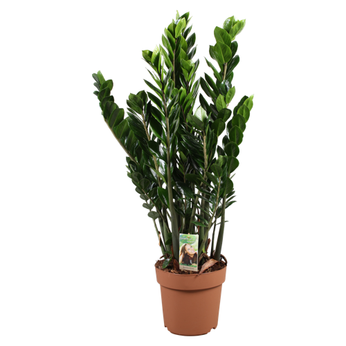large chinese money plant Chinese Money Plant — Green Acres Nursery & Supply