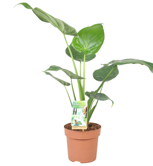 Alocasia Cucullata | Green is...