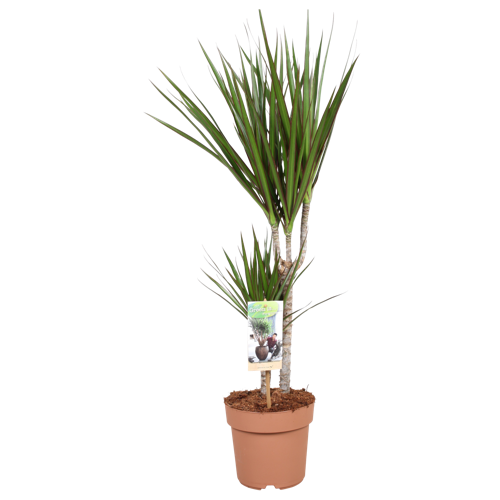 Dracaena Marginata 30-15 | Green is...