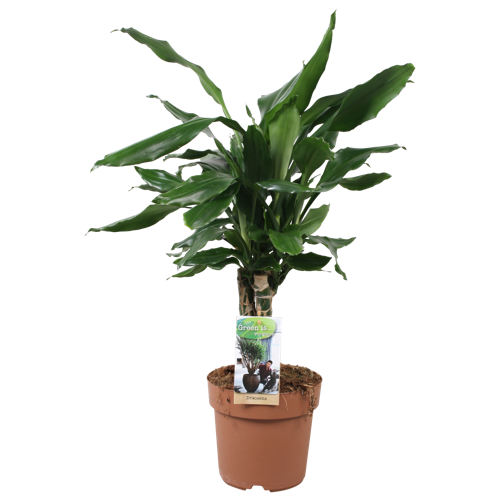 house plants red and green leaves Aglaonema 'China Red': Unique Chinese Evergreen - Pink Variegated Leaves -  (4.25