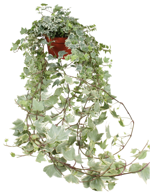 fake kaktus Kara Artificial Cactus Potted Plant 30'' main image 0
