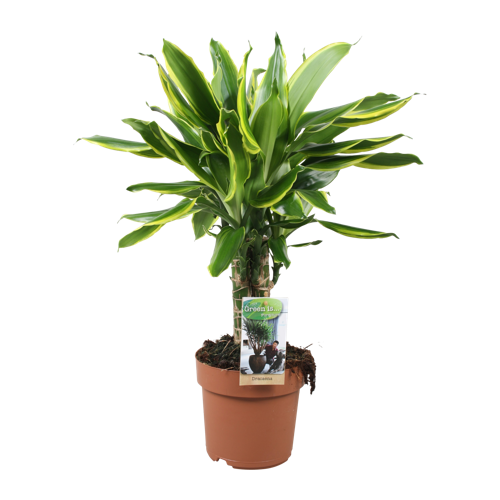 Dracaena Golden Coast carroussel (3) | Green is...