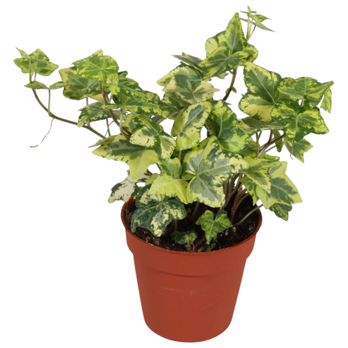 Hedera Golden Kolibri | Green is...