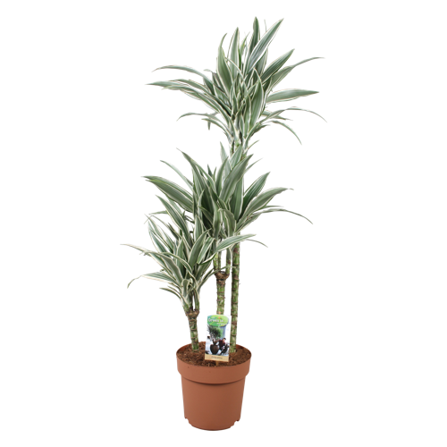 Dracaena White Stripe 60-30-15 | Green is...